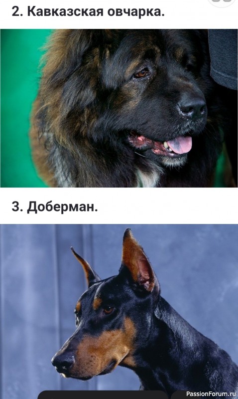 Породы - однолюбы: Собаки, которые никогда не признают нового хозяина.