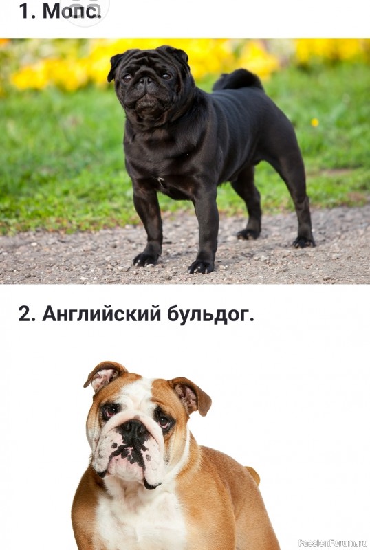 Какие бывают флегматичные (спокойные) породы собак?