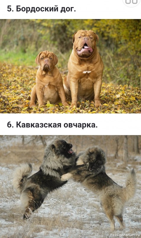 Какие бывают флегматичные (спокойные) породы собак?
