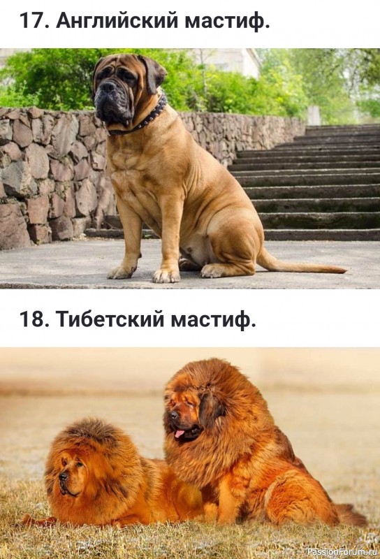 Какие бывают флегматичные (спокойные) породы собак?