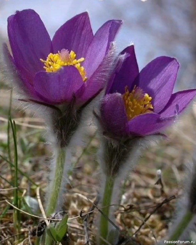 Первые весенние цветы