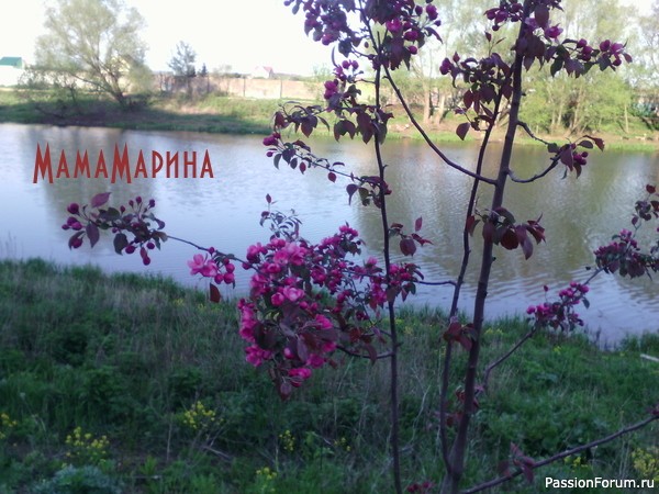 Один раз в год сады цветут.