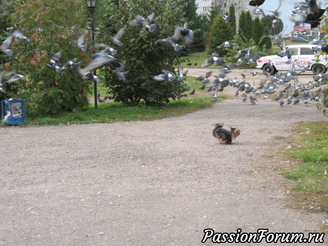 Вечерняя прогулка.