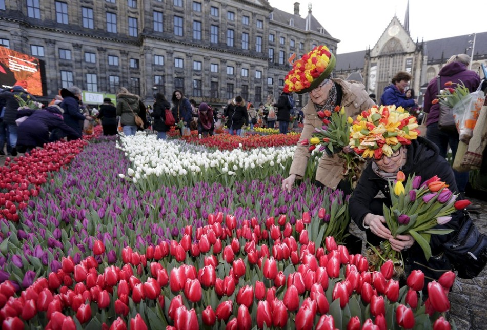 Тюльпан амстердам фото и описание