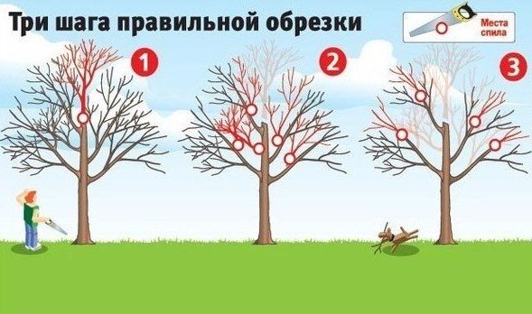 Как вернуть плодовым деревьям былую силу?