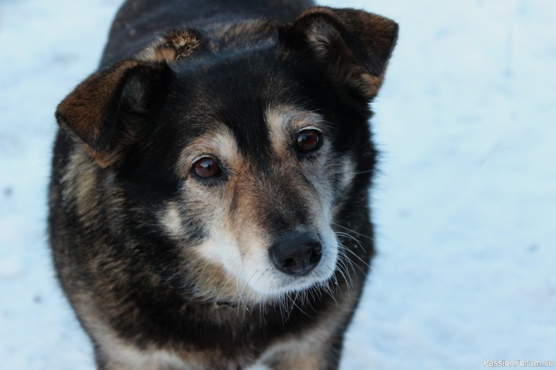 "Друг". А.Слюсаренко