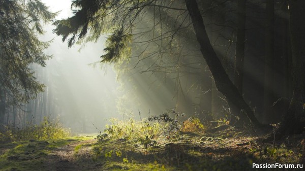 ЗАЩИТНИК СКАЗОЧНЫХ ДУШ 8