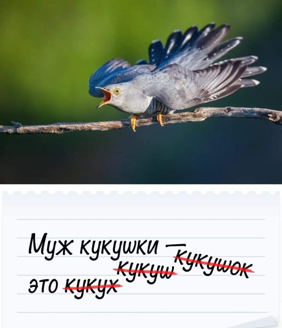 КУКУШКА)))