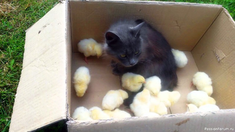 "Я вас жду, мои котятки". Т.Нурмухаметов
