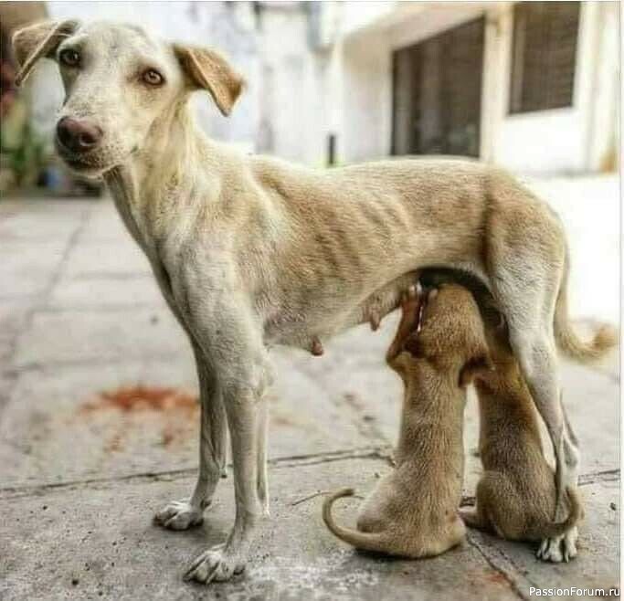 Почему животных жалко, а людей не очень..