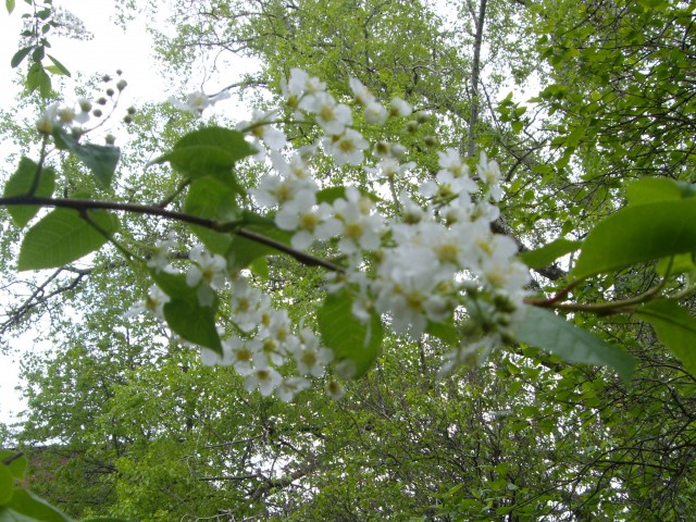 Весна в городе