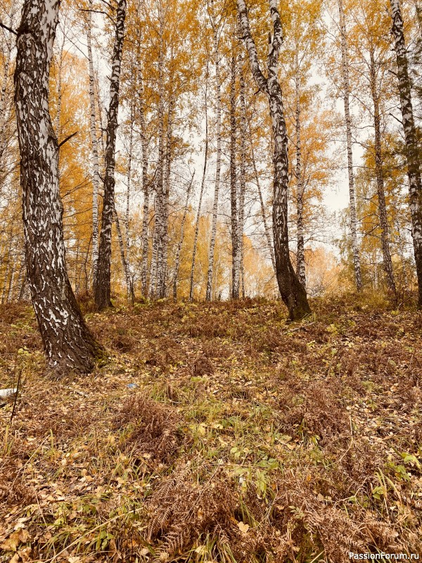 Осенние зарисовки