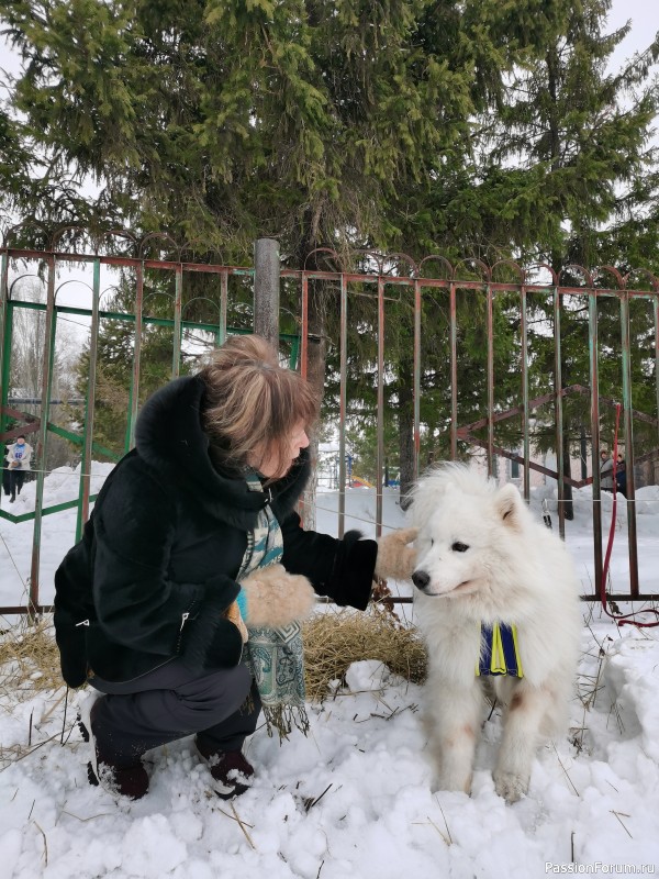 Гонки на упряжках