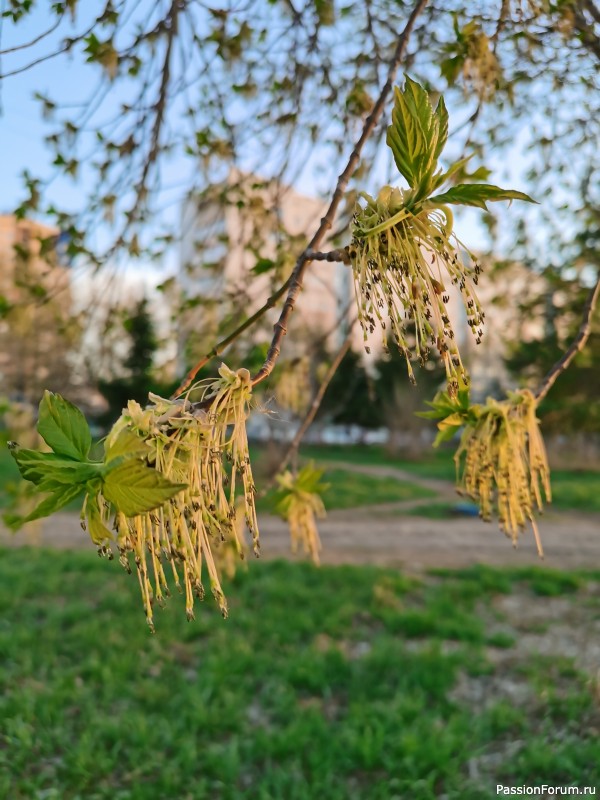 Готовлю сани с весны