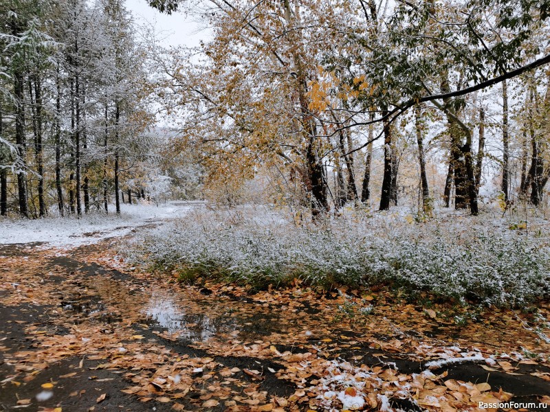 Золотая осень, щедрою рукою, рассыпала злато над землёю