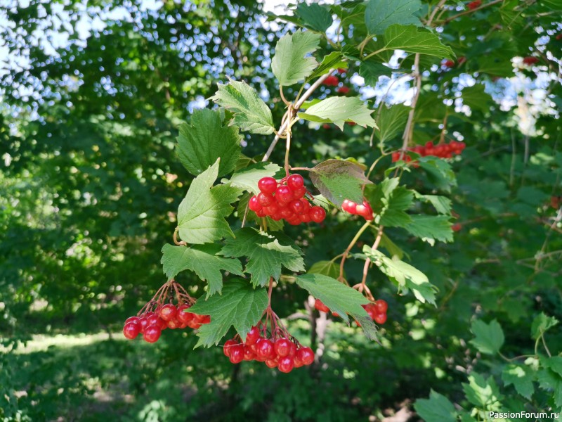 Фото зарисовки из дендрария