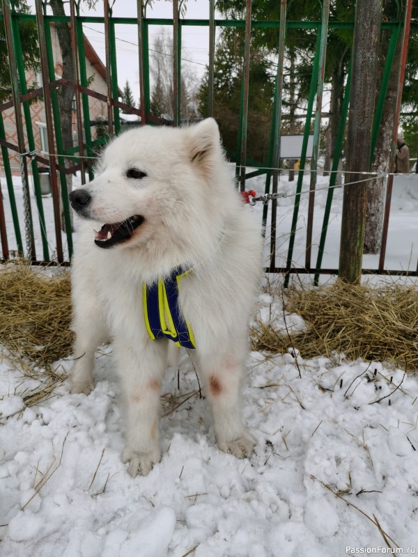 Гонки на упряжках