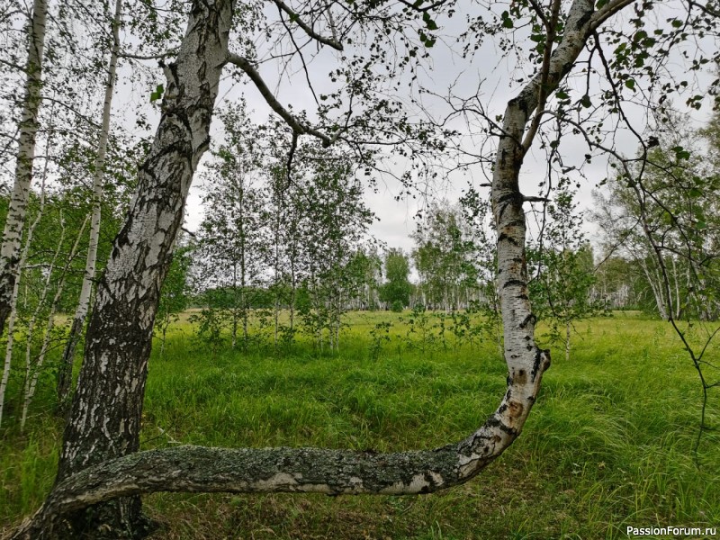 Августовский лес, фото-зарисовки