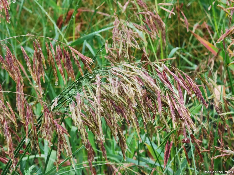 Музыка дождя