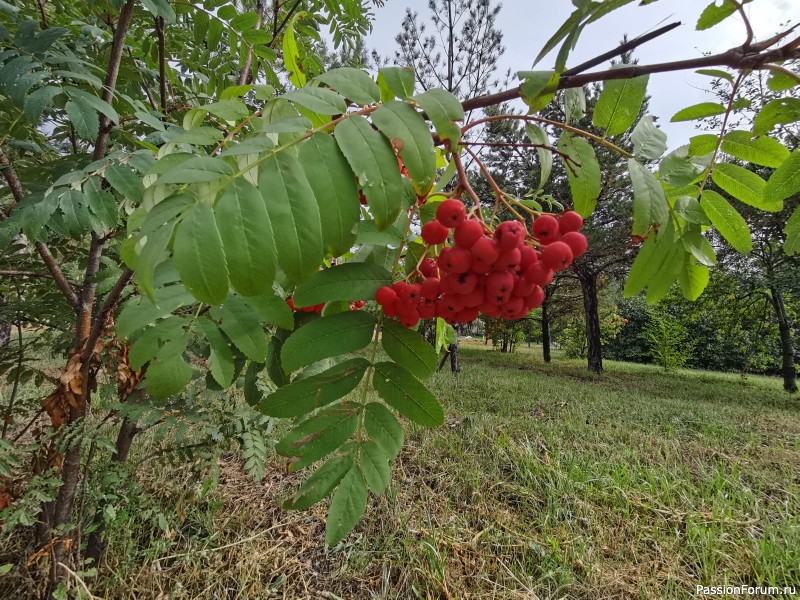 Предсказательница, защитница, кормилица, лекарь и всё это - рябина!