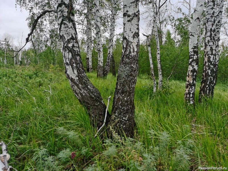 Августовский лес, фото-зарисовки