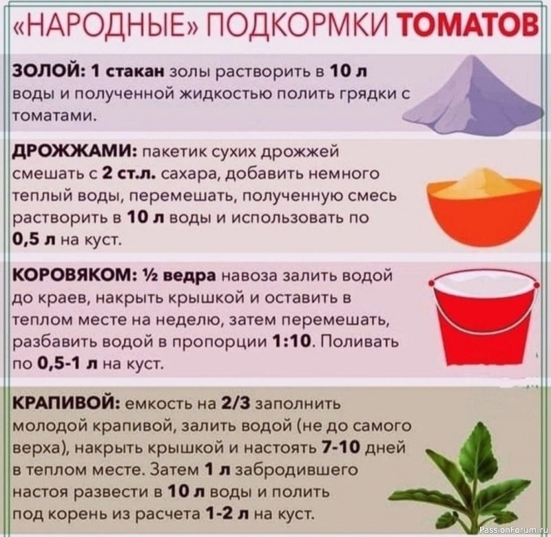 Народные подкормки томатов