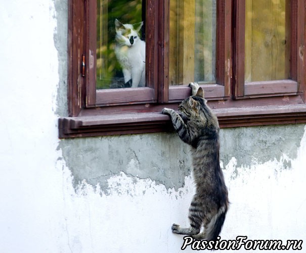 Кошки тоже могут чувствовать любовь! И вот доказательства!