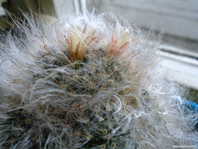 Композиции с суккулентами