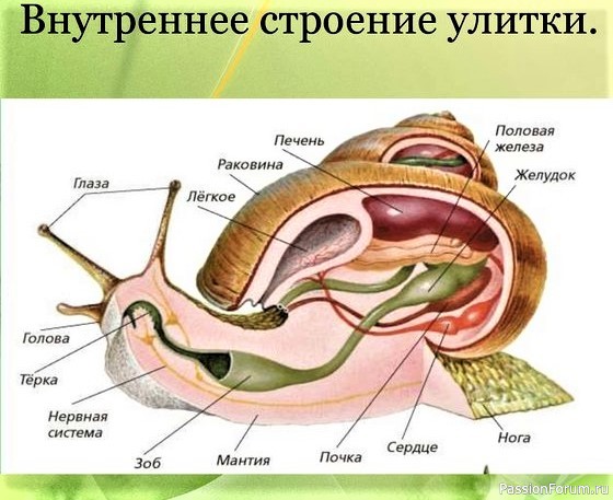 Уля Зеленоглазка (Всевозможно белый)