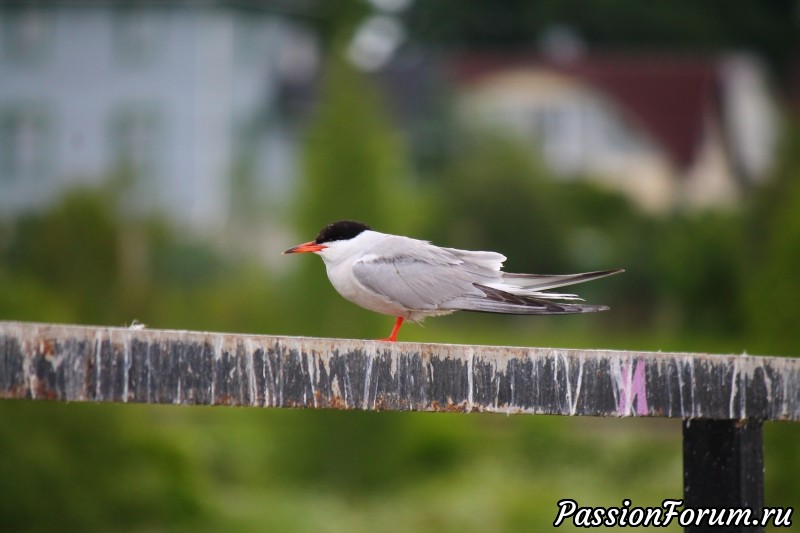 Орнитологическая экскурсия.