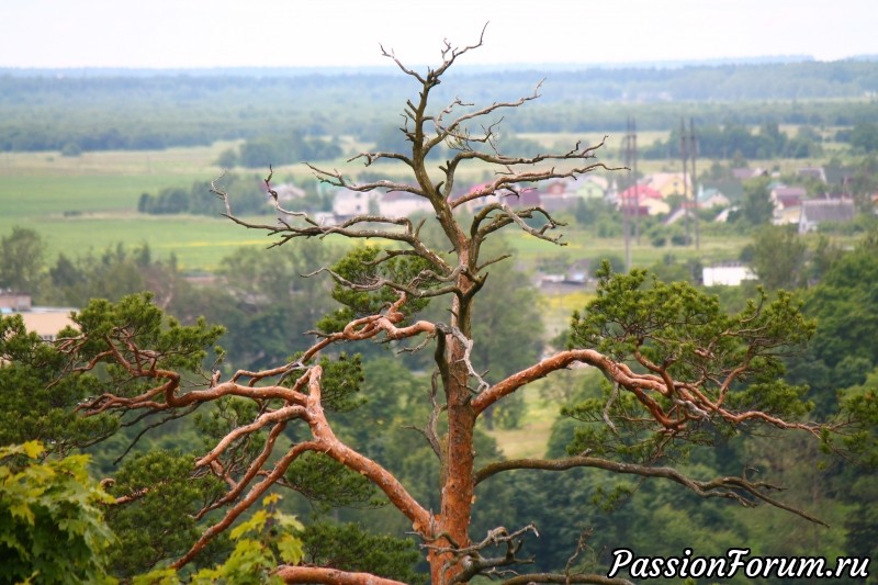 Орнитологическая экскурсия.