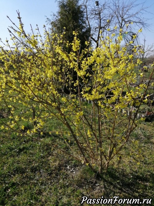 Мои кустарники... боюсь что не все...