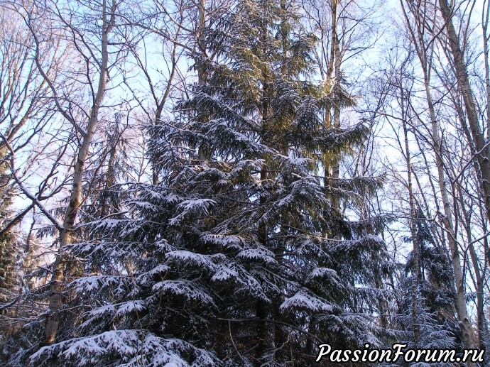 Солнечное утро в зимнем лесу (часть 2)