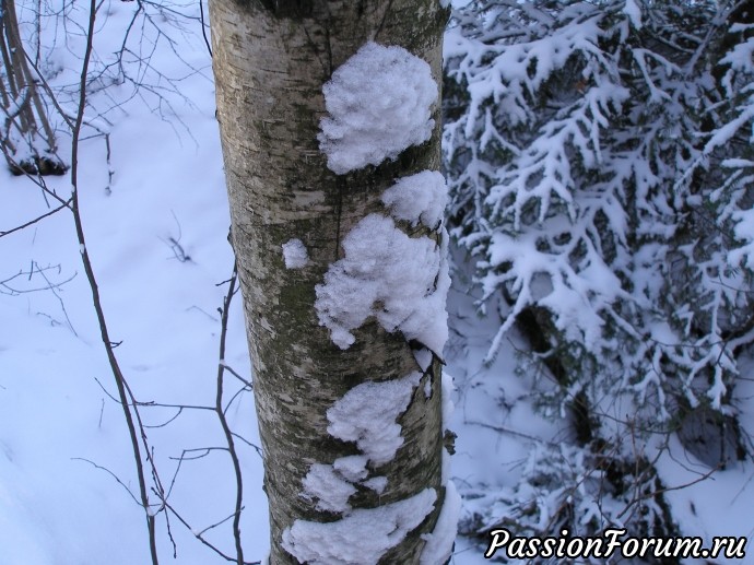 Солнечное утро в зимнем лесу (часть 3)