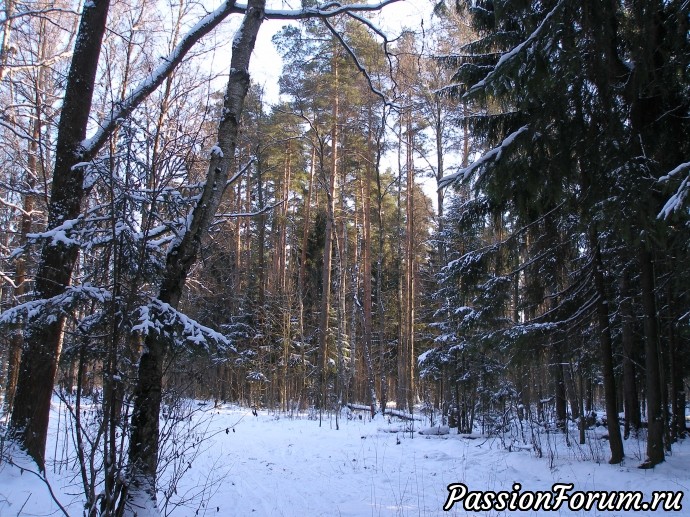 Солнечный зимний лес