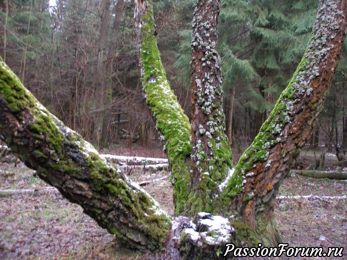 Однажды, в бесснежную зимнюю пору...