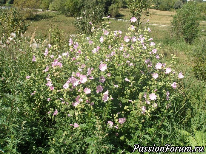 Высоцкий монастырь (продолжение)