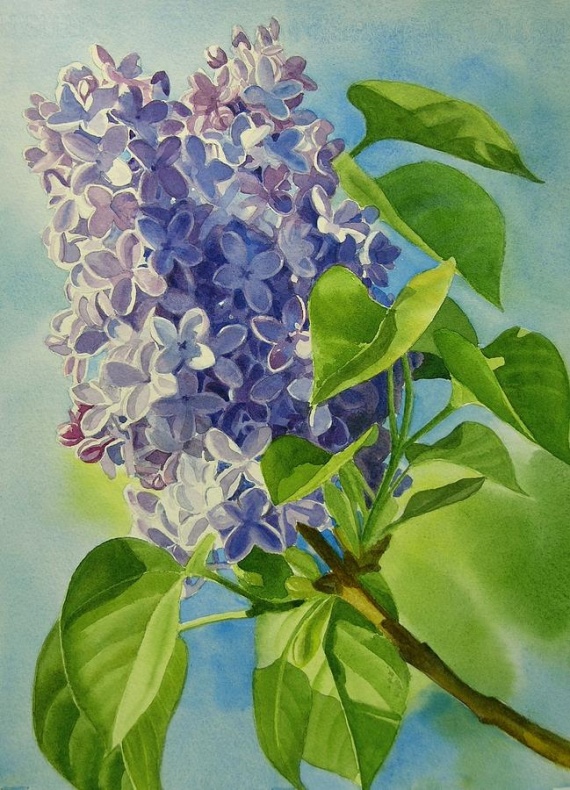 Сирень